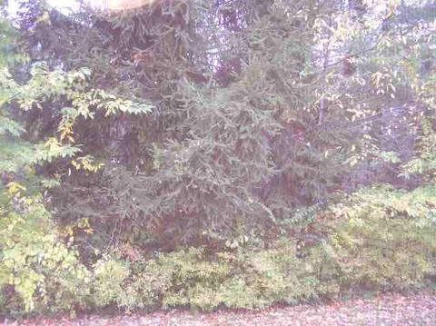 488 Dawson Rd, Delmar, NY 12054 photo 11
