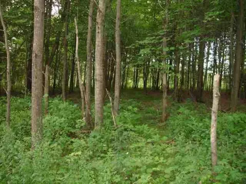 103 Oliver Rd, Summit, NY 12175 photo 10