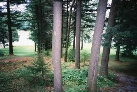 247 Bear Gulch Rd, Summit, NY 12175 photo 3