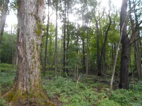 2511 Cutting Rd, Farmersville, NY 14042 photo 42