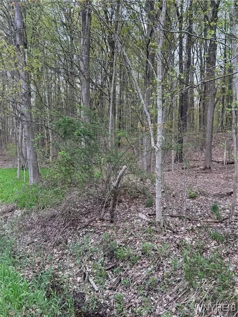 State Road, Colden, NY 14033 photo 5