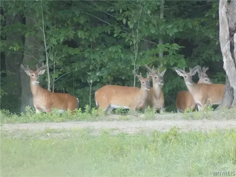 Other - 3816 Hardt Rd, Eden, NY 14057 photo 24 of 27