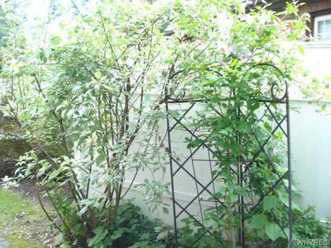 36 Devonshire Rd, Buffalo, NY 14223 photo 15