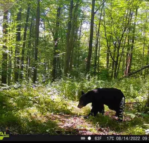 00 Rice Rd, Cayuta, NY photo 16