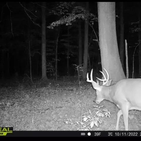 00 Rice Rd, Cayuta, NY photo 15