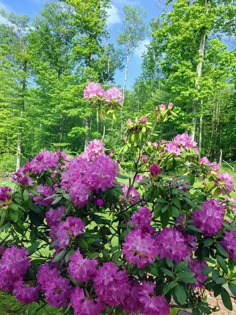 66 Overbrook Rd, Erwin, NY 14870 photo 38
