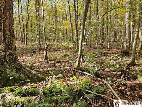 0 Sawmill Run Rd, Cold Spring, NY 14783 photo 9