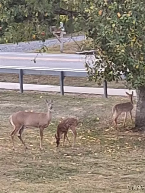 1196 Upper Lenox Ave, Oneida, NY 13421 photo 44