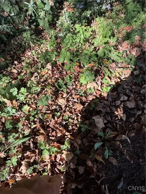 Cold Brook Road, Scott, NY 13077 photo 9