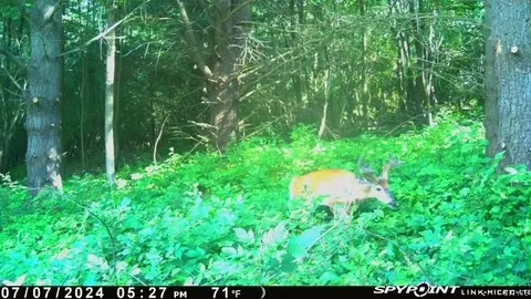 Other - Learn Road, Rathbone, NY 14820 photo 13 of 30