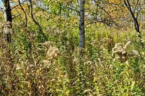 River Road, Rome, NY 13440 photo 10