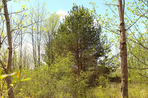 0 State Route 145, Durham, NY 12422 photo 6