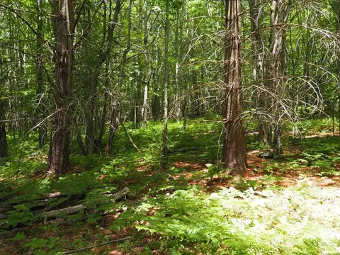 0 Scribner Hollow Rd, Hunter, NY 12442 photo 13
