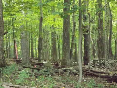 61 Cross Patch Rd, Willow, NY 12495 photo 31