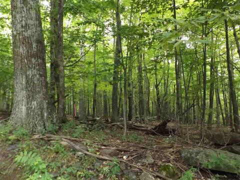 61 Cross Patch Rd, Willow, NY 12495 photo 30