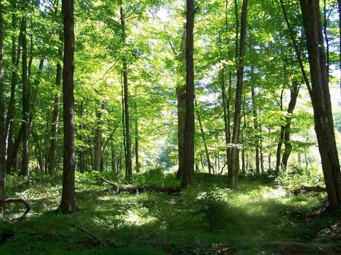 Tbd Ridge Road, Shokan, NY 12481