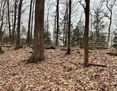 Tbd Dedrick Rd, Catskill, NY 12414 photo 5