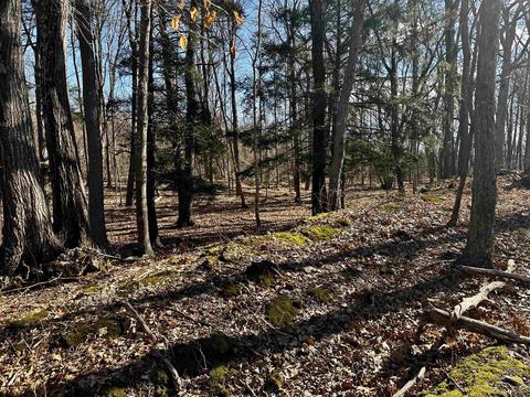 Tbd Dedrick Rd, Catskill, NY 12414 photo 10