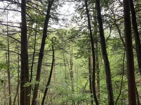 lot4 Woodland Clove Rd, Phoenicia, NY