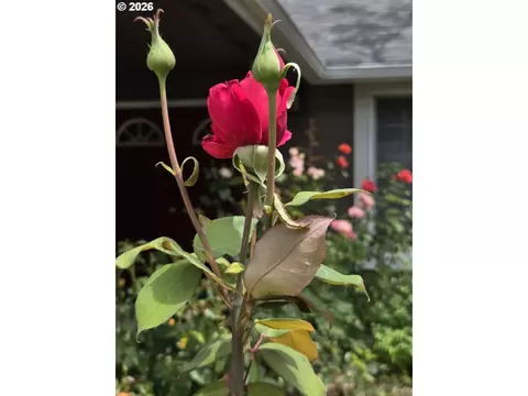 Other - 885 Randall St, Eugene, OR 97401 photo 9 of 11