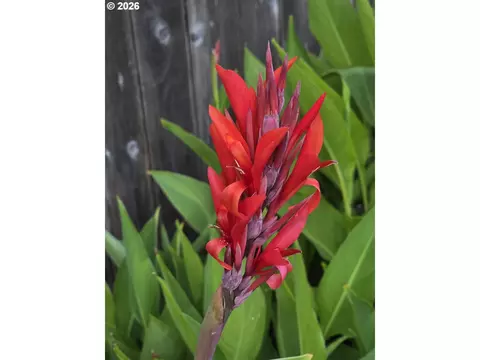 Other - 885 Randall St, Eugene, OR 97401 photo 11 of 11