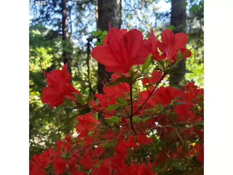 Other - 9247 Highway 126, Mapleton, OR 97453 photo 13 of 17