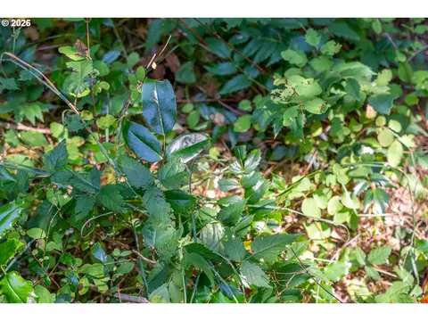 hawk meadows rd, Carson, WA 98610 photo 15