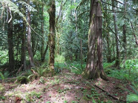 John Rd, Napavine, WA 98565