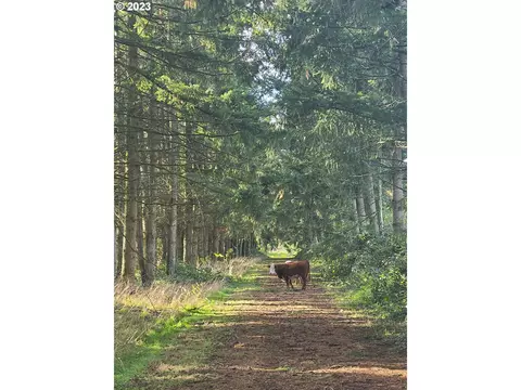 NE Forest Ridge Rd, Silverton, OR 97381