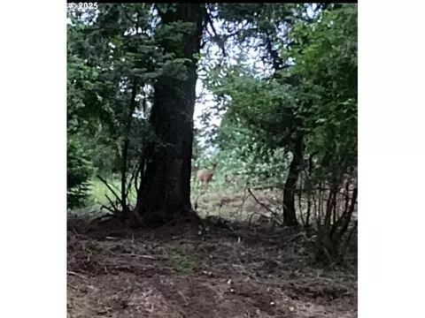 Lazy E Way Parcel 3, Creswell, OR 97426 photo 14