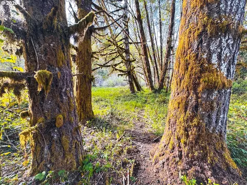 nelson mountain rd, Walton, OR 97490 photo 38
