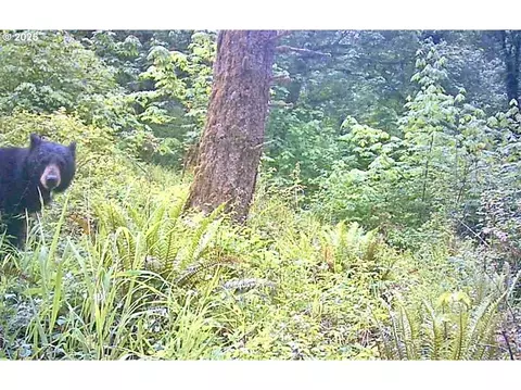 2678 Drift Creek Rd NE, Silverton, OR 97381