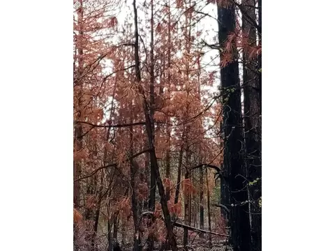 1 Forest Rd 9715, Chiloquin, OR 97624 photo 14