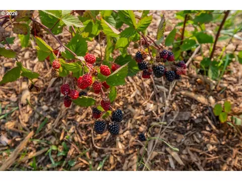 Other - 36435 Devitt Rd, Blodgett, OR 97326 photo 5 of 21