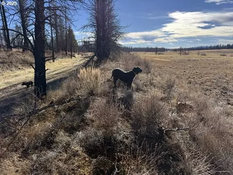 yellow pine rd, Bly, OR 97622