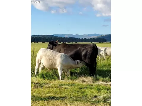 Mitchell Rd, Dairy, OR 97625 photo 25