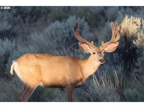 Other - 40641 Highway 20, Burns, OR 97720 photo 12 of 15