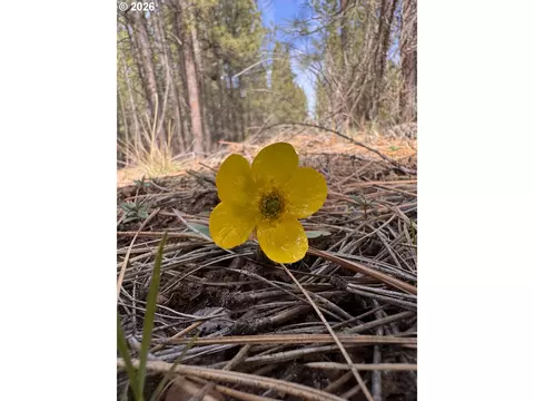 bliss rd, Sprague River, OR 97639 photo 19