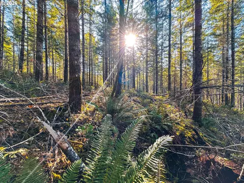 Camp Creek Rd, Springfield, OR 97478 photo 33