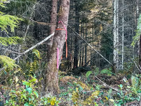 Camp Creek Rd, Springfield, OR 97478 photo 22