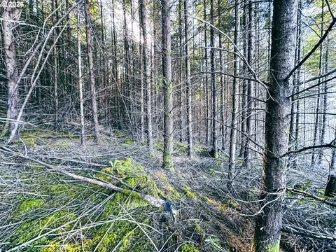 Camp Creek Rd, Springfield, OR 97478 photo 20