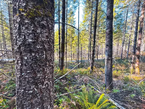 Camp Creek Rd, Springfield, OR 97478 photo 34