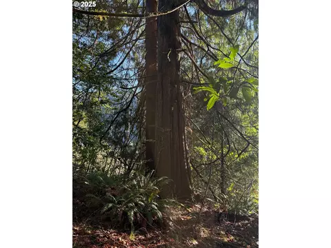 tiernan rd, Mapleton, OR 97453 photo 7