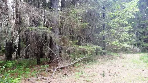 7501 Rockydale Rd, Cave Junction, OR 97523 photo 6