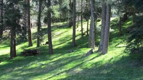 1095 Thompson Crk, Applegate, OR 97530 photo 17