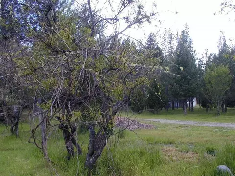 159 E Fork Rd, Williams, OR 97544 photo 20