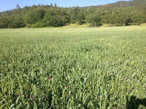 4063 E Antelope Rd, Eagle Point, OR 97524 photo 3