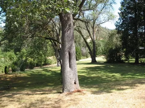 1899 Thompson Creek Rd, Applegate, OR 97530 photo 16