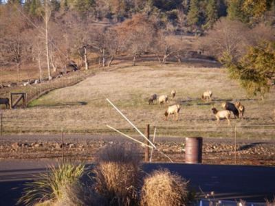 16550 Highway 62, Eagle Point, OR 97524 photo 10