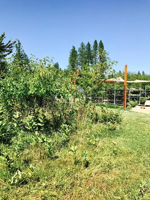 970 Cedar Flat Rd, Williams, OR 97544 photo 21